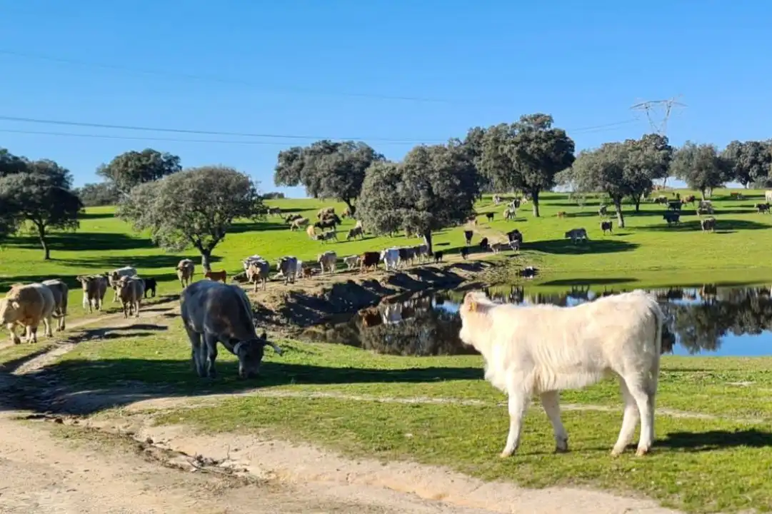 Terreno en venta en Casco Antiguo