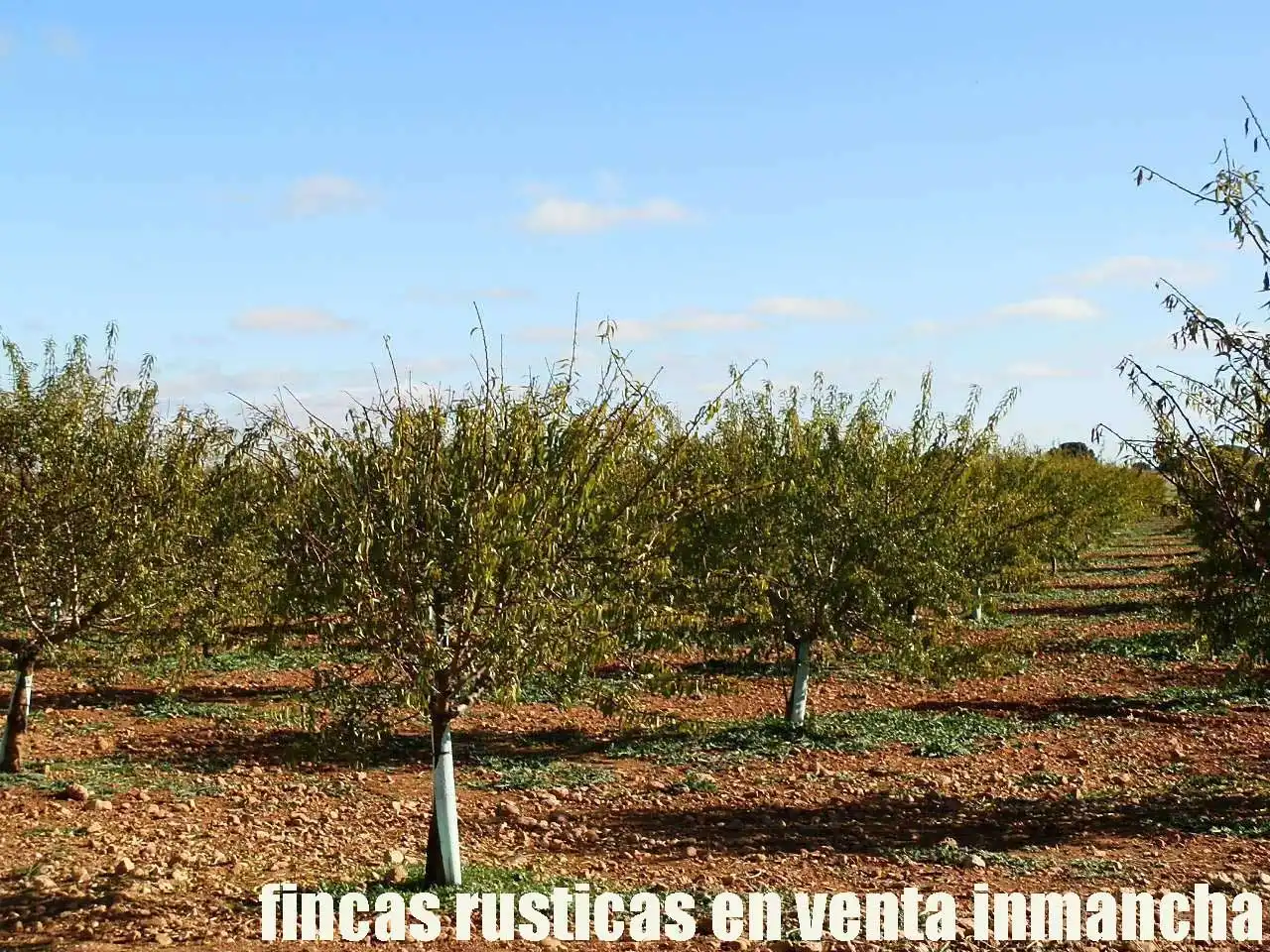 Terreno rústico en venta en Tomelloso, imagen 3