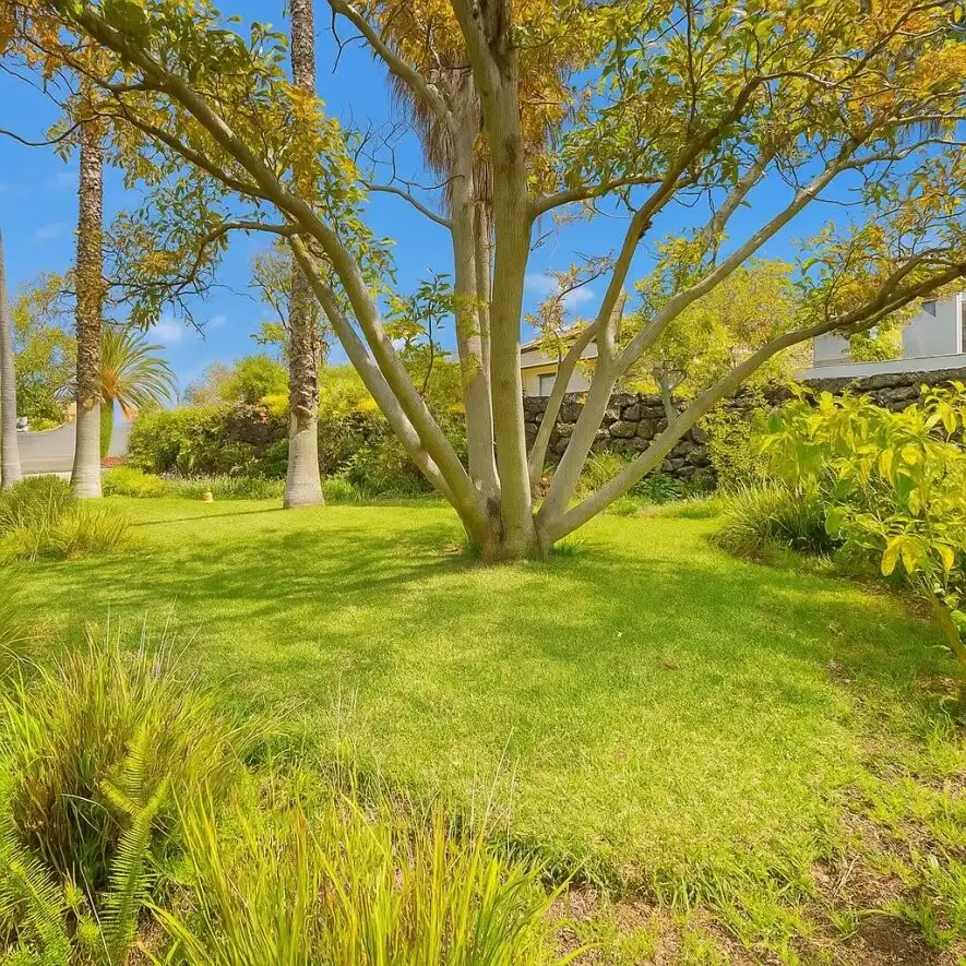 Jardín de Casa o chalet en venta en Santa Úrsula con Terraza