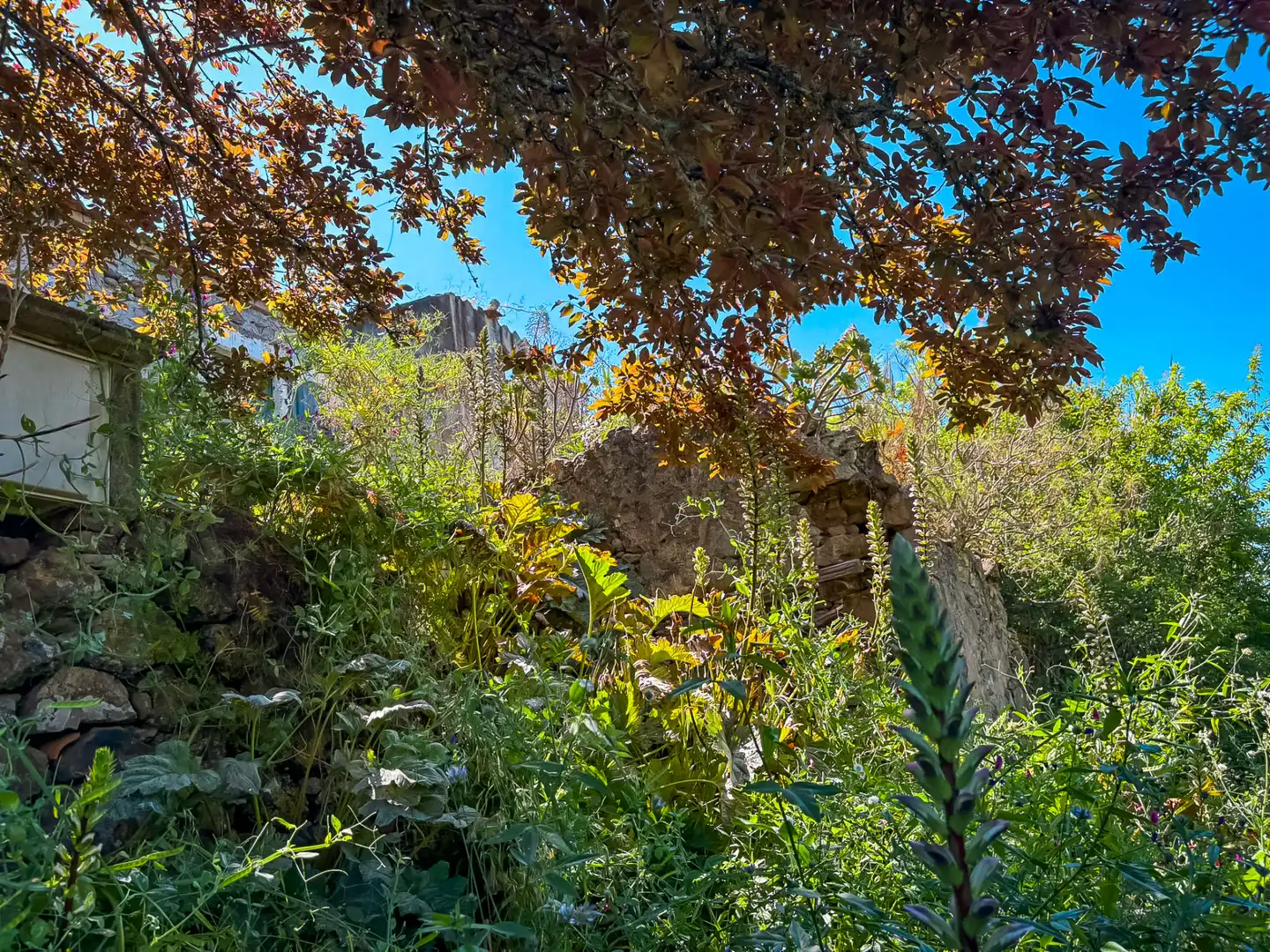 Jardín de Casa o chalet en venta en Valleseco