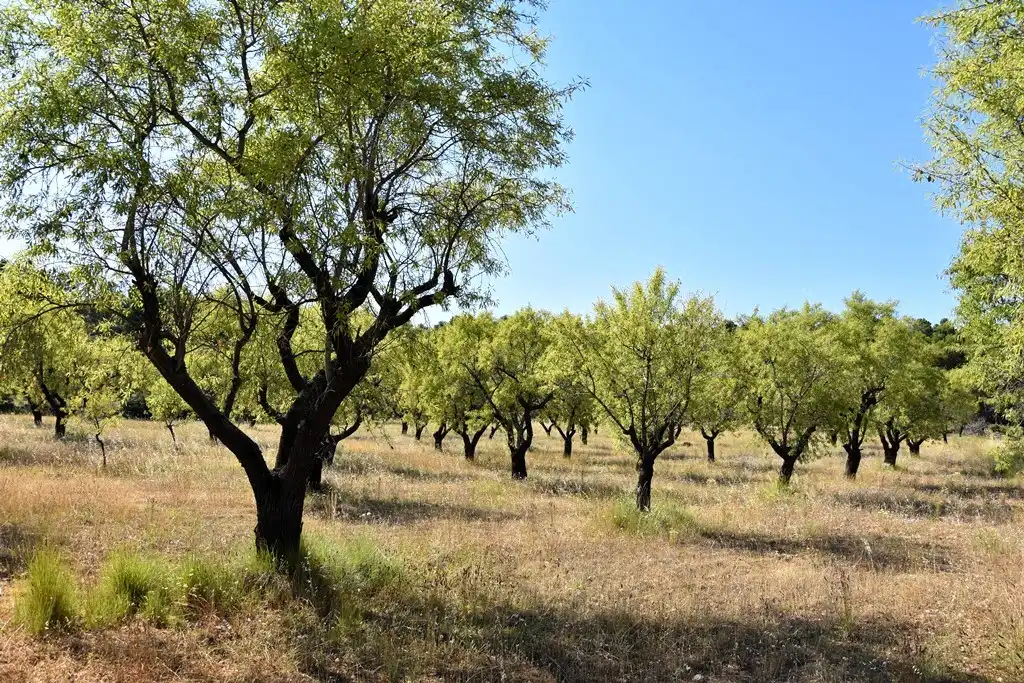 Industrial land for sale in Fuentespalda