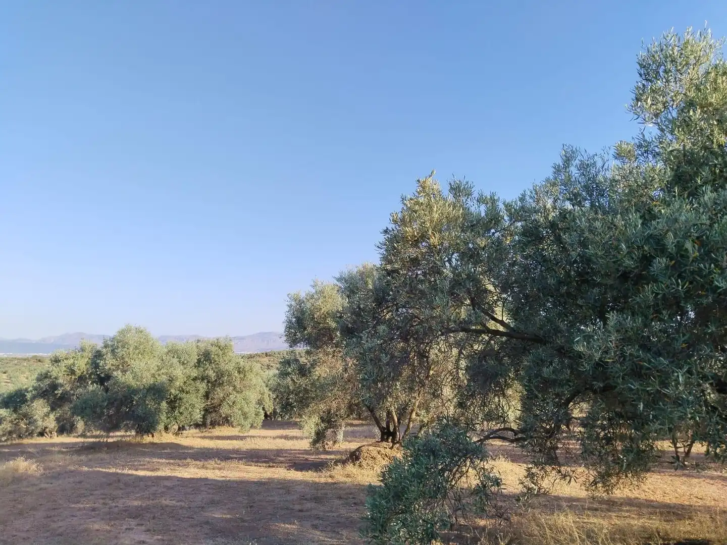 Terreni e lotti in vendita a Mollina, imagen 30
