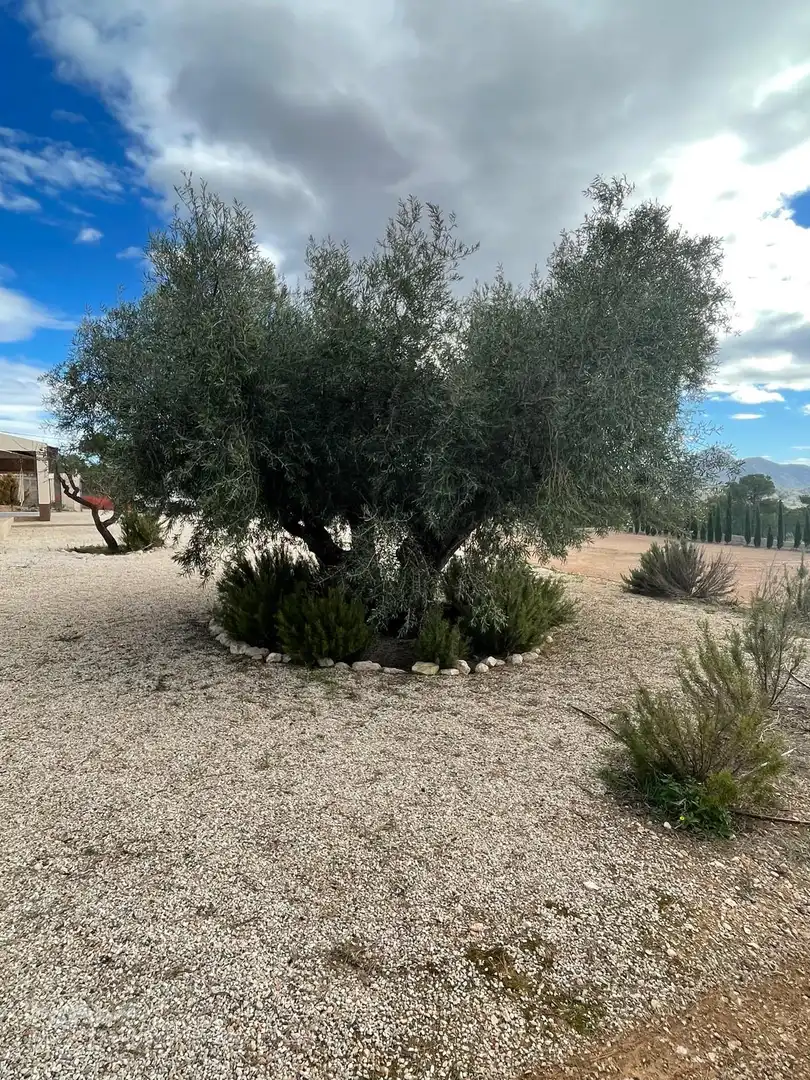 Casa o xalet en venda en Jumilla amb Terrassa
