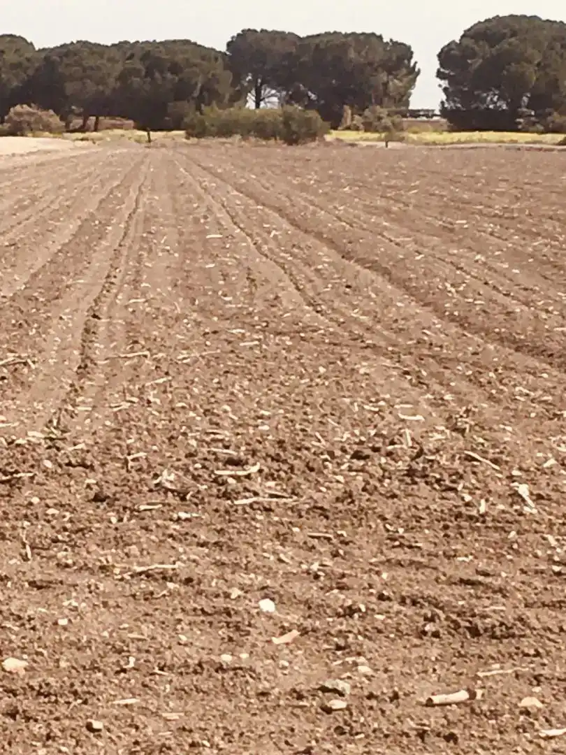 Finca rústica en venda en Las Cabezas de San Juan, Sevilla