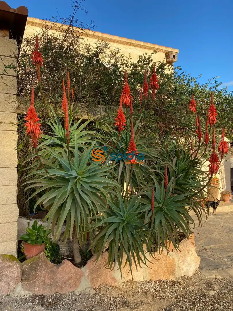 Garden of Country homes for sale in Lorca  with Private garden, Terrace and Swimming Pool