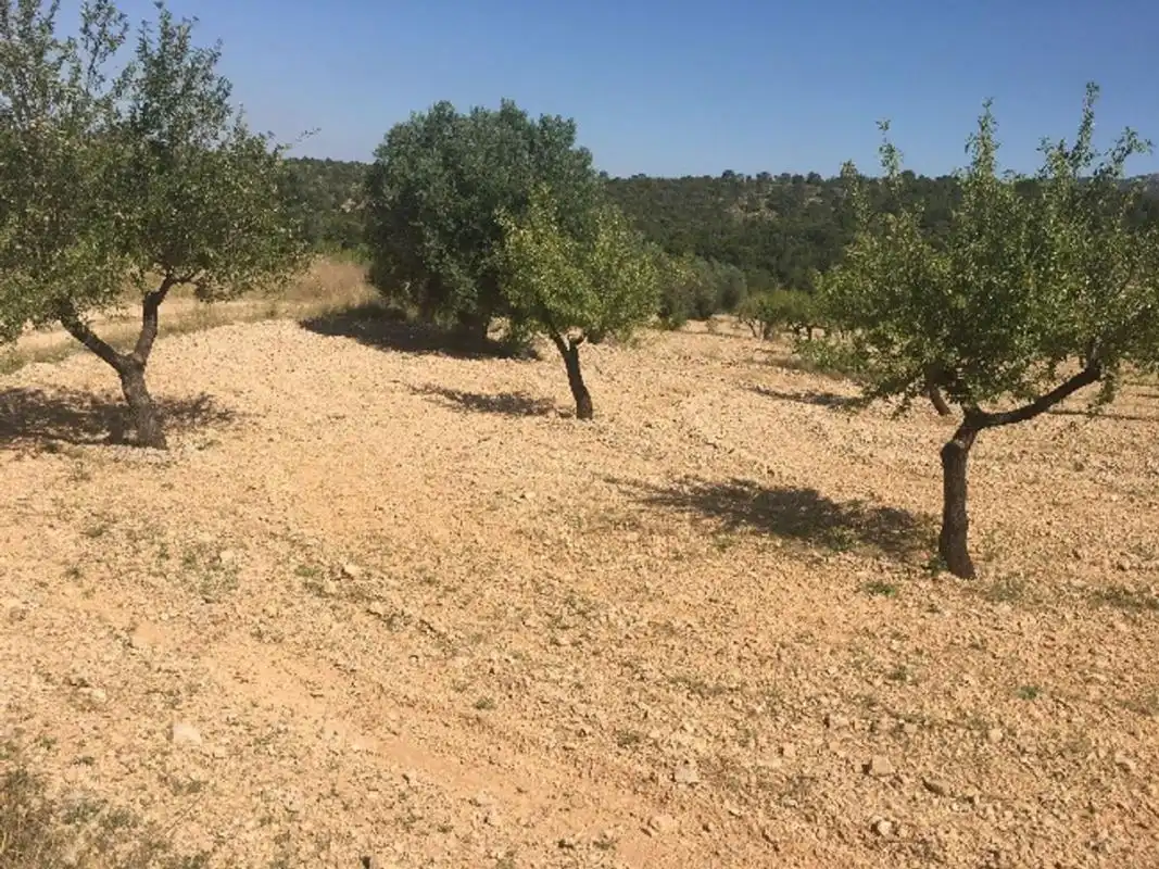 Terreny rústic en venda a Ctra. Algueña, imagen 12