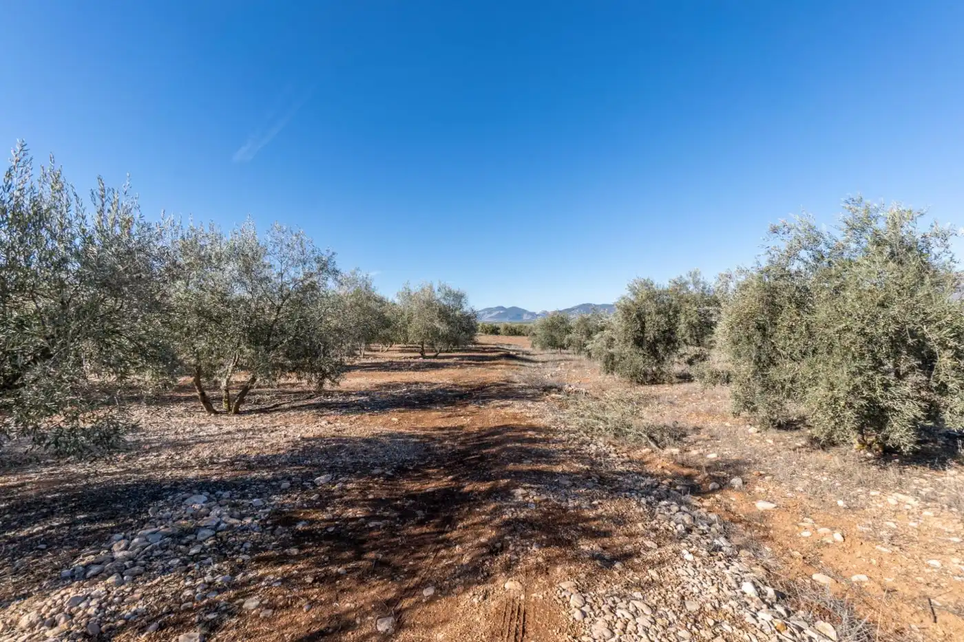 Terreny rústic en venda a Pago cortijo de las Monjas, imagen 20