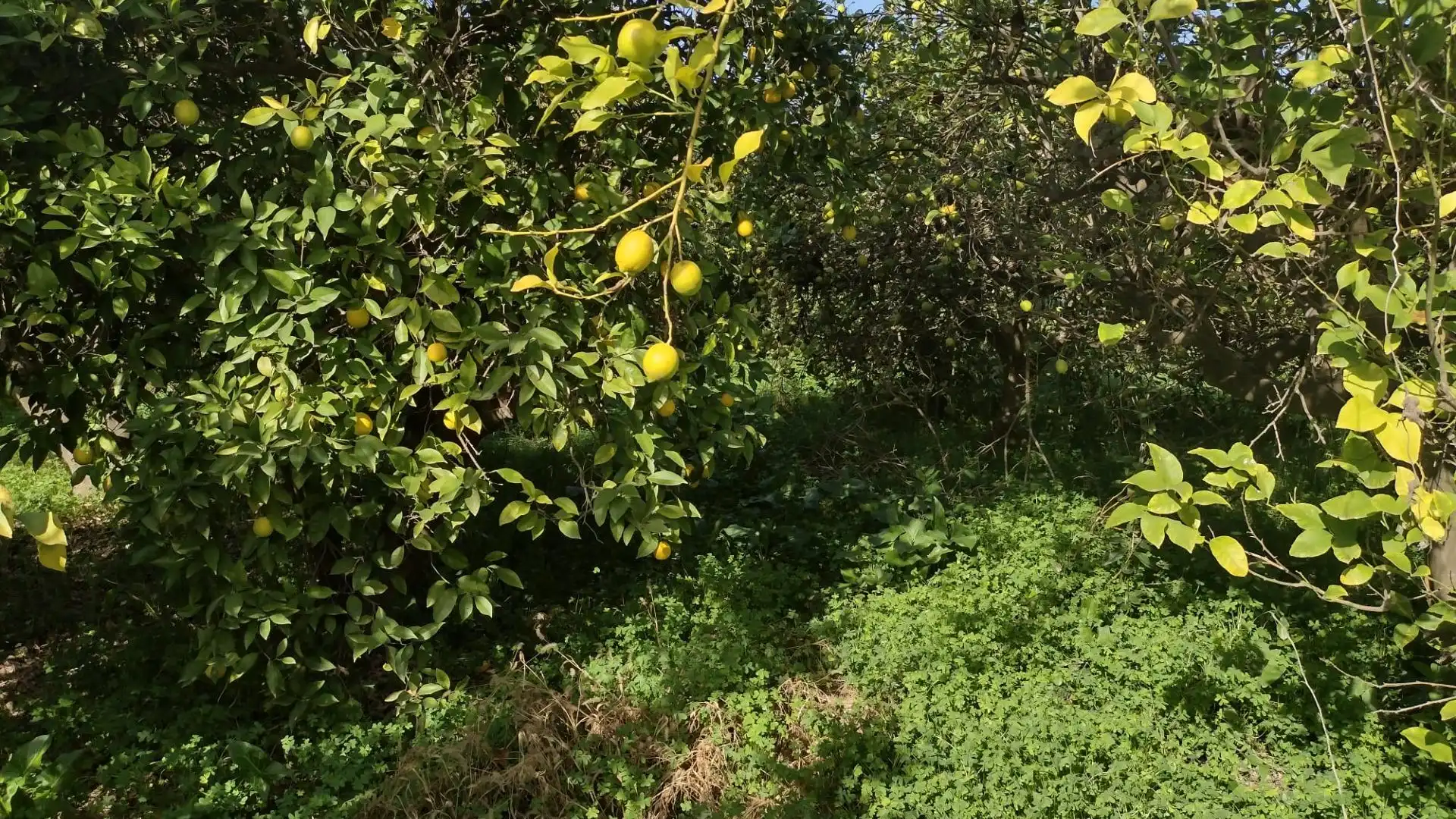 Terreno en venta en Vereda del rincon del Gallego, Torreagüera