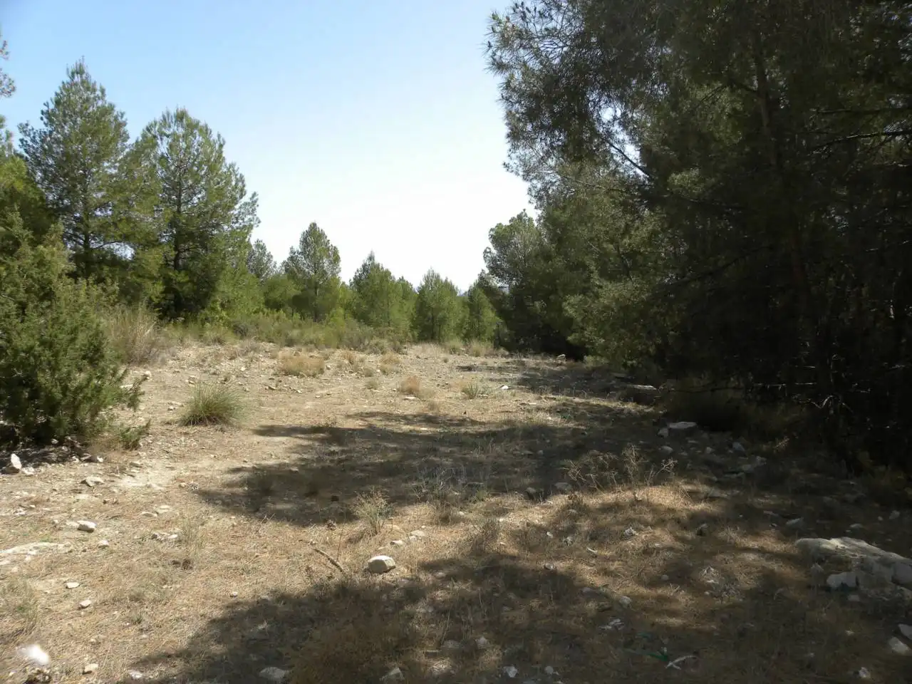 Terreno rustico in vendita a Carretera Llano de Béjar, imagen 4