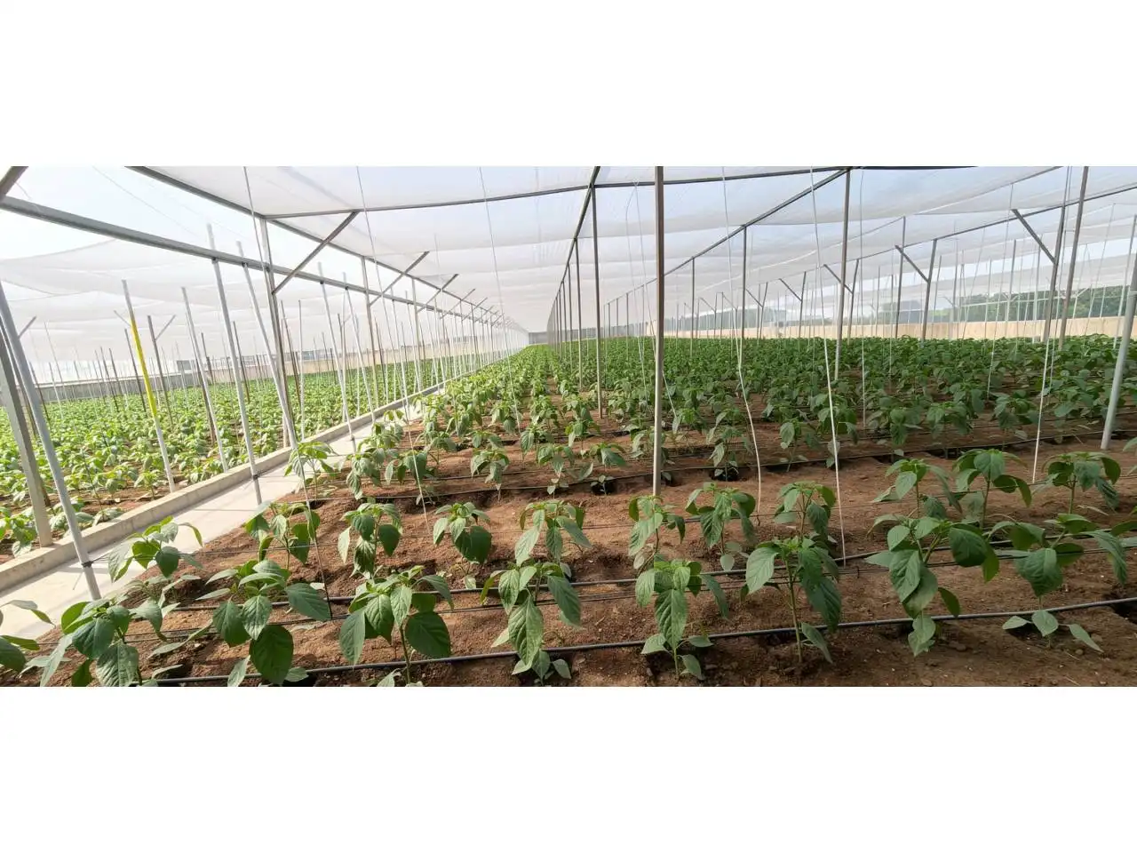 Jardín de Finca rústica en venta en Aguadulce