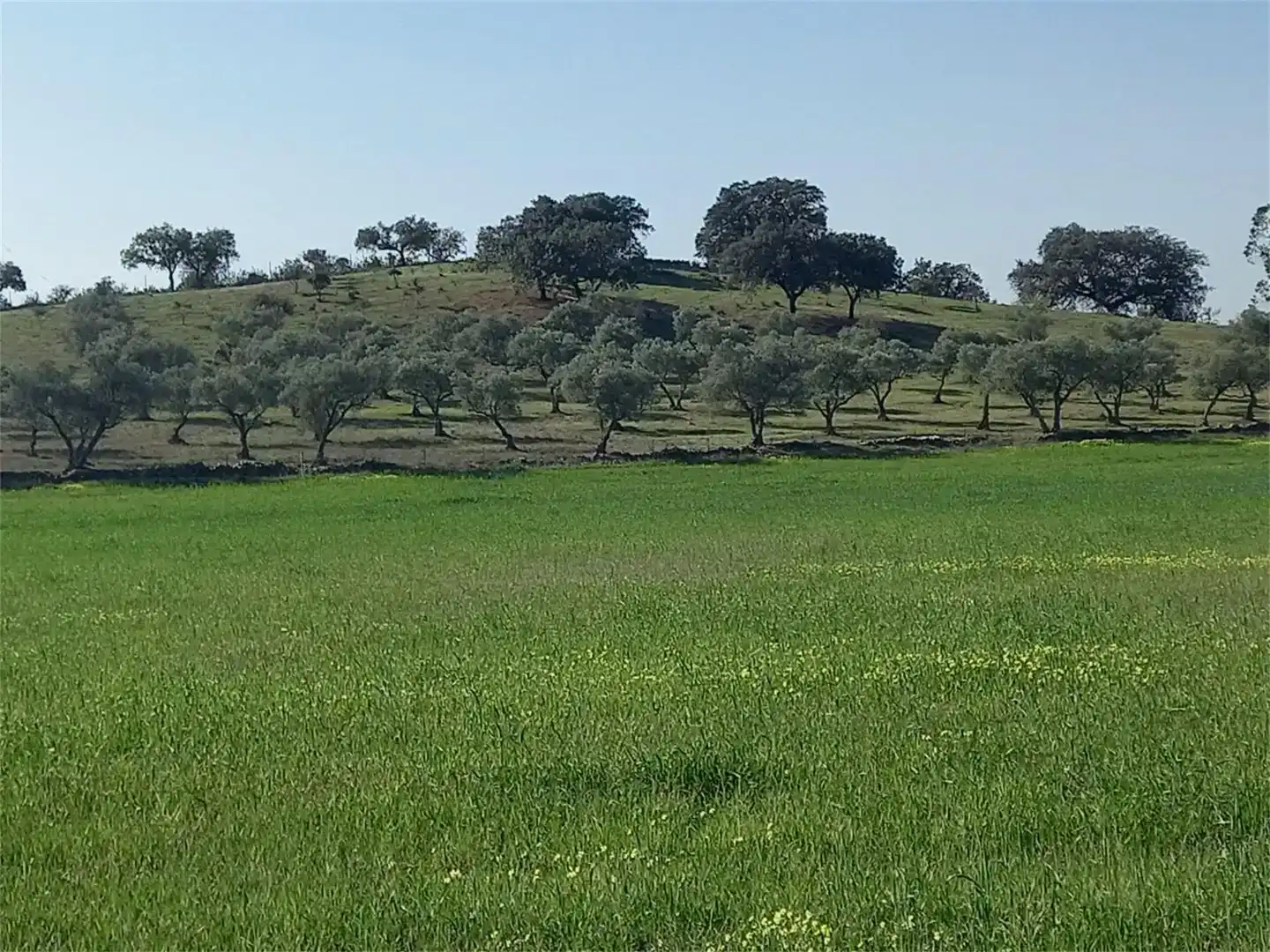 Terreno en venta en Alosno