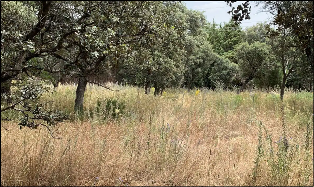 Residential land for sale in Camino de los Barrizales, imagen 2