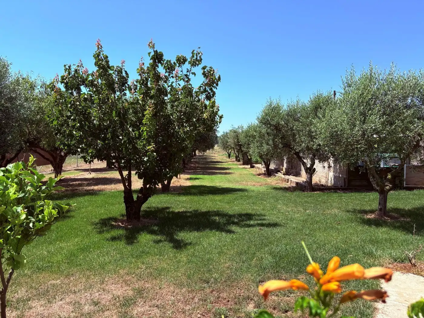 Jardí de Casa o xalet en venda en Castelló d'Empúries amb Aire condicionat, Calefacció i Jardí privat