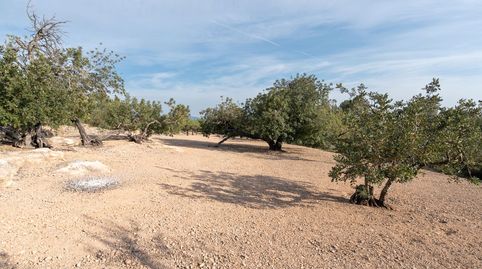 Finca rústica de olivos y algarrobos en plena producción