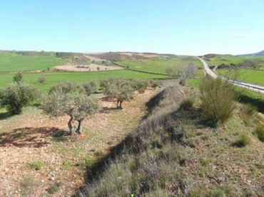 Terreno rustico in vendita a c/ sector urbanizable 3