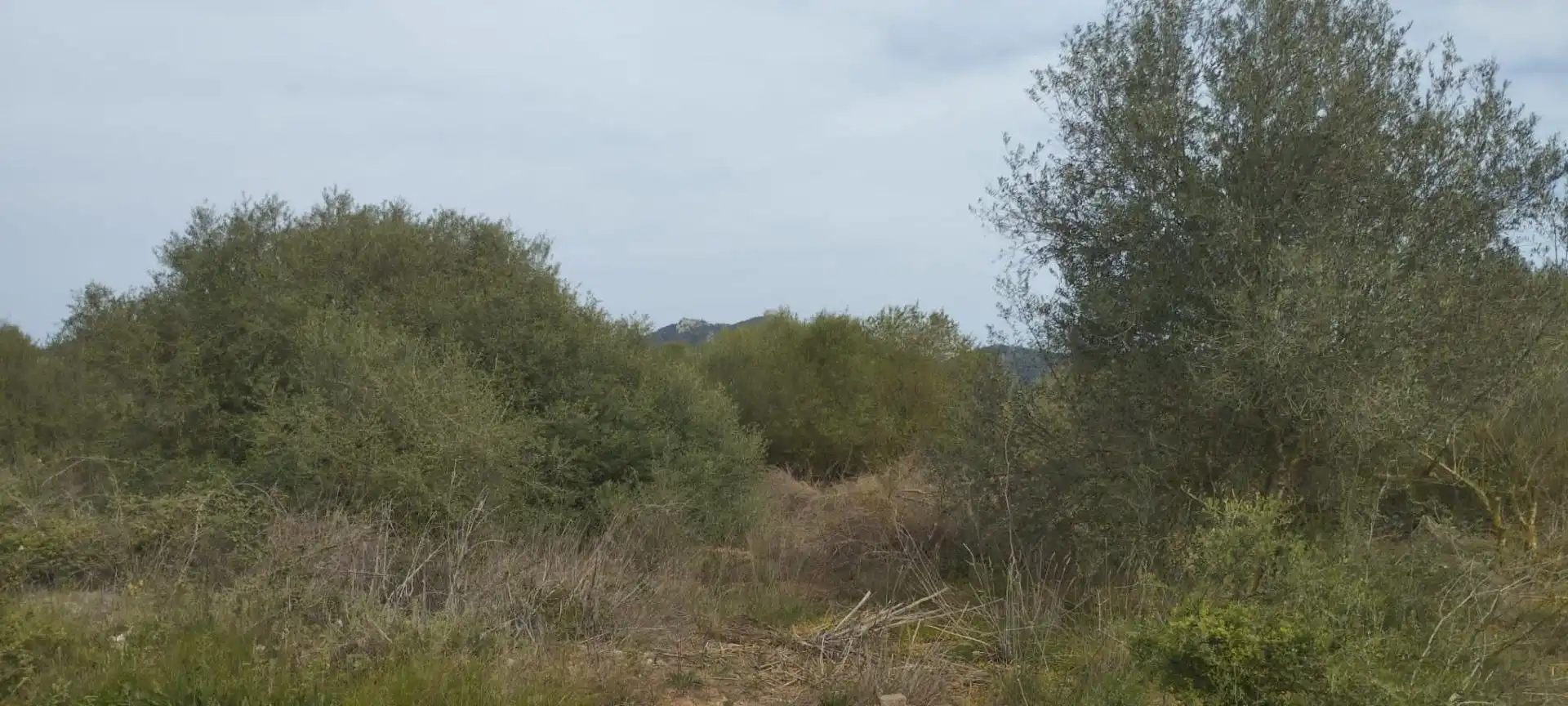 Rural land for sale in Felanitx Poble, imagen 4