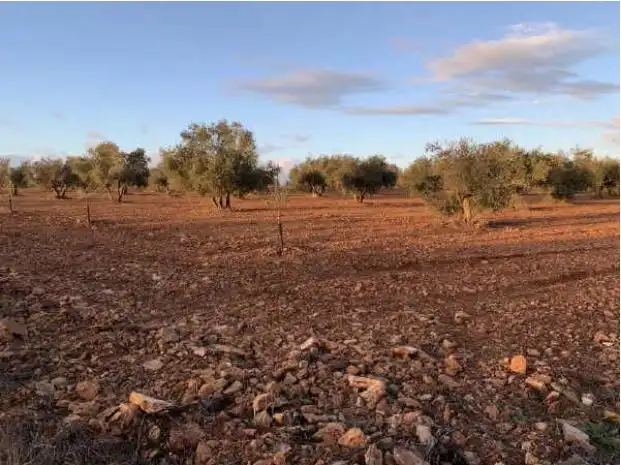 Rural land for sale in C/ N-4, Km 210.6, imagen 6