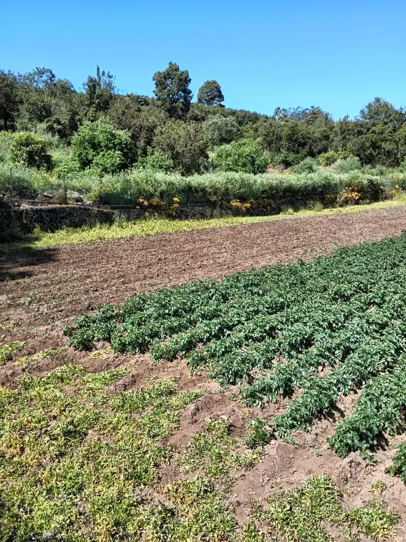 Finca rústica en venta en Garachico