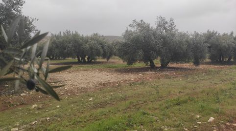 7 FANEGAS DE OLIVAR MAS CASA DE RECREO, immagine 2