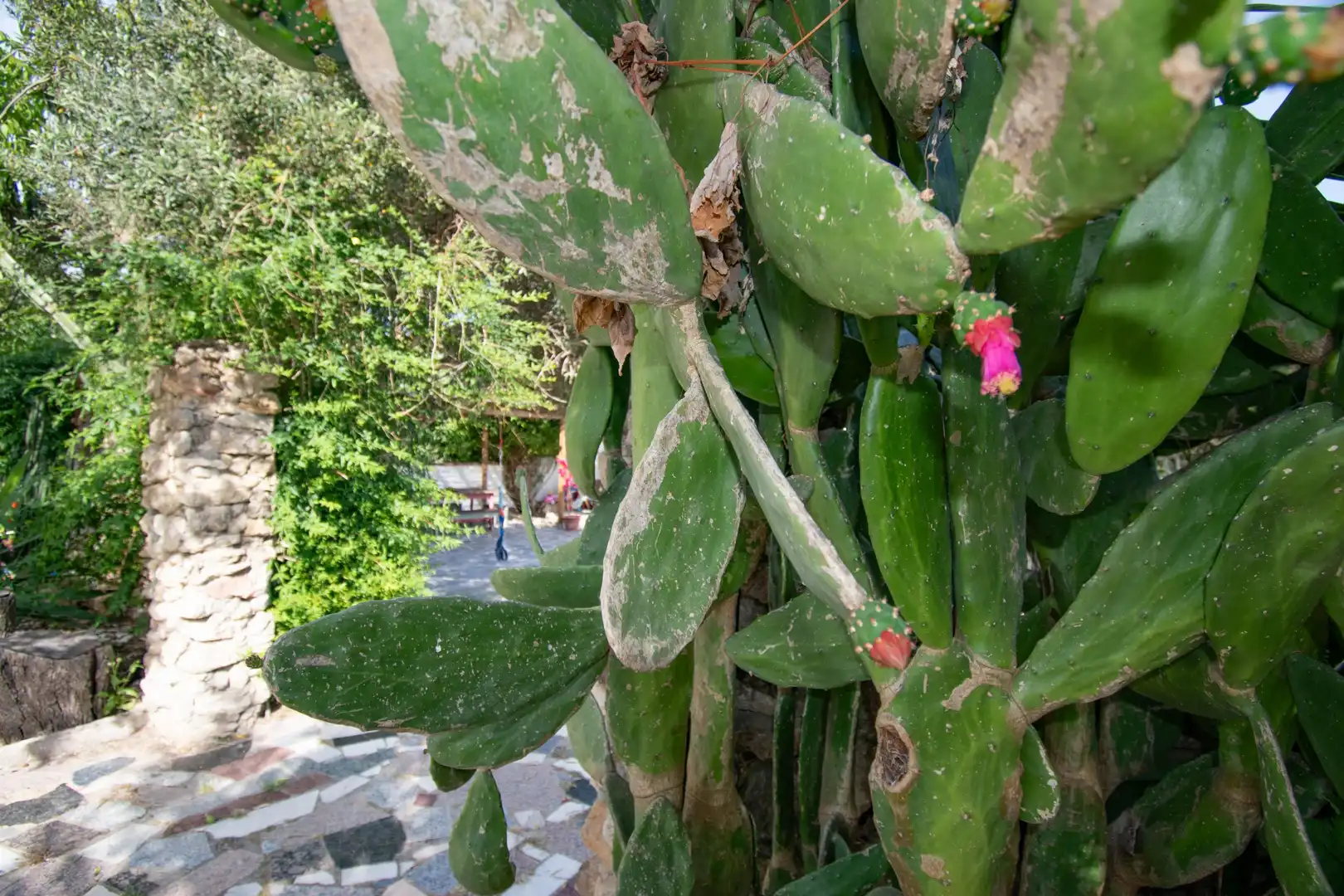 Jardí de Casa o xalet en venda en Chiclana de la Frontera