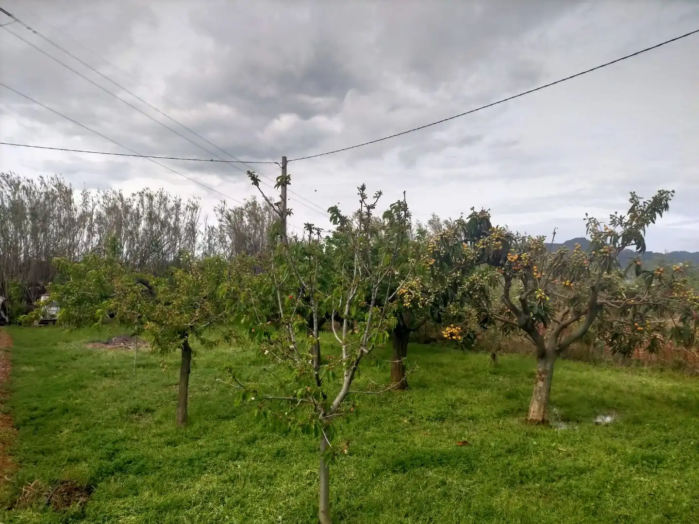 Terreno rustico in vendita a Detrás de la gasolinera Las Palmeras N/A, imagen 4