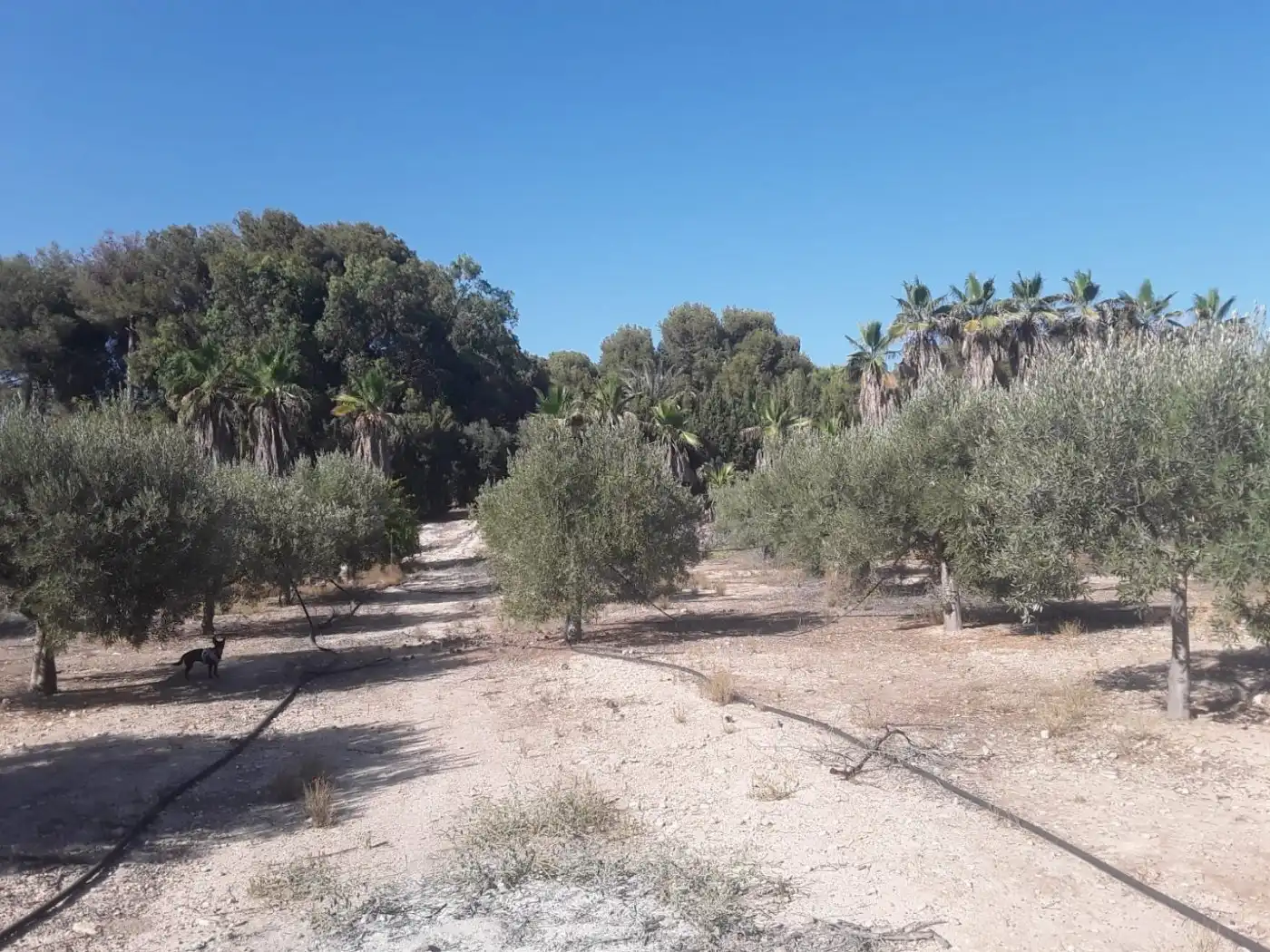 Finca rústica en venta en Agost con Jardín privado, Terraza y Trastero