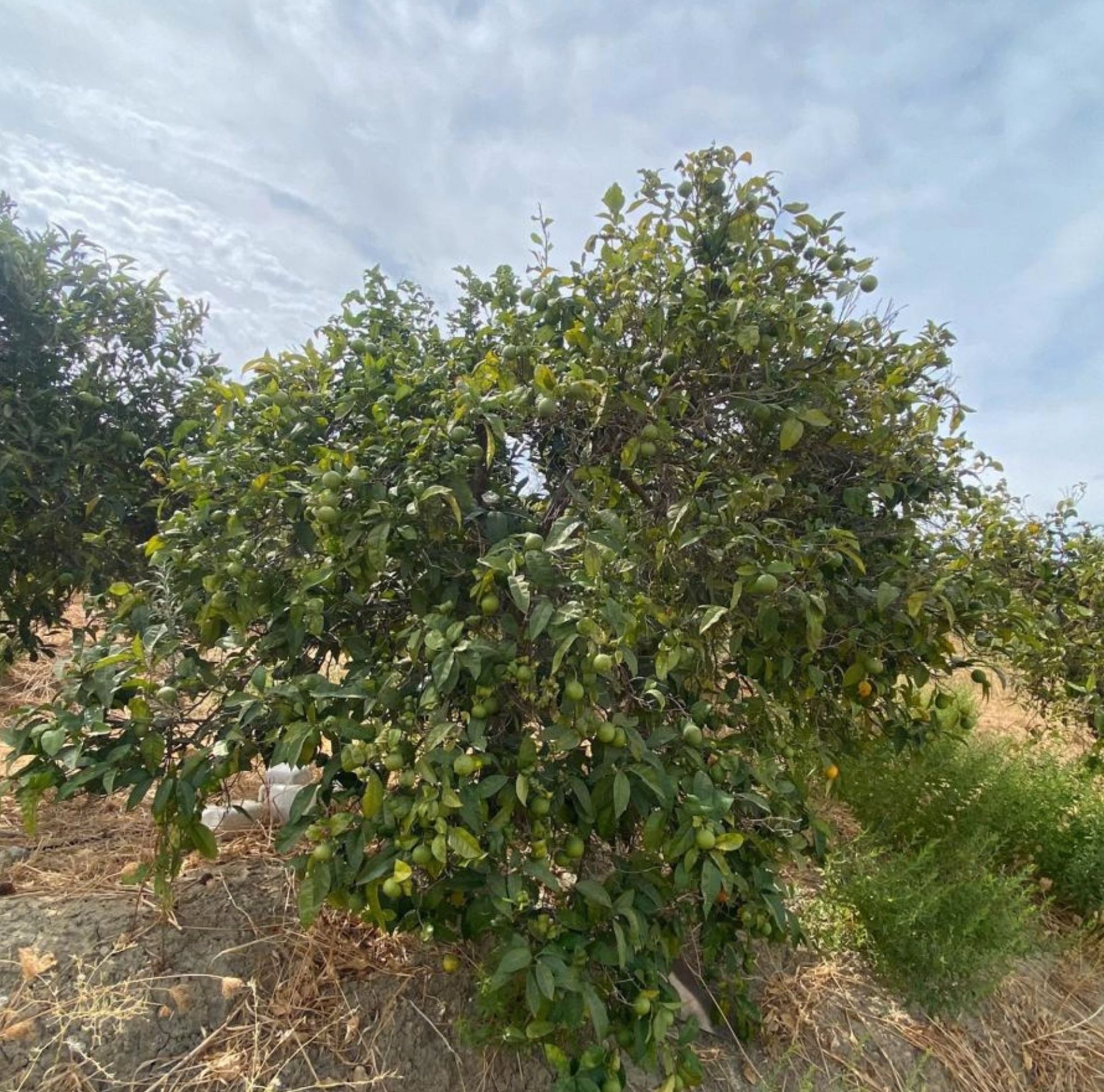 Grundstücke zum verkauf in Alhaurín El Grande