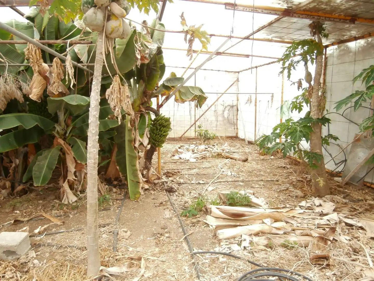 Finca rústica en venda a Camino Frontón, 147, Moya (Las Palmas)