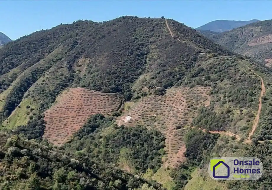 Terreno rustico in vendita a Monda