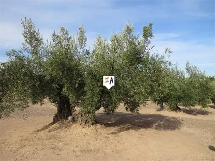 Terreni e lotti in vendita a Alcaudete, imagen 6