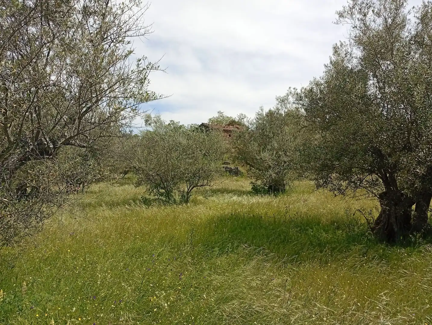 Terreni e lotti in vendita a Villanueva de la Vera, imagen 18