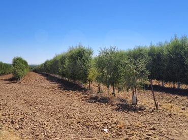 Terreno rustico in vendita a Écija