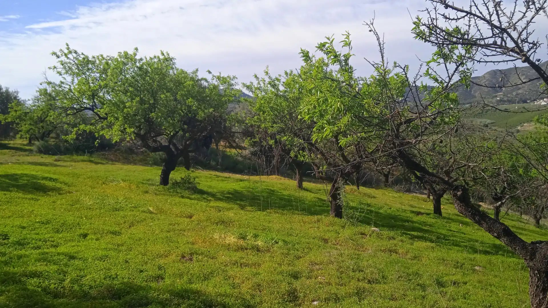 Rustikales Grundstück zum Verkauf in Camino Cuesta del Palmar 34, imagen 3