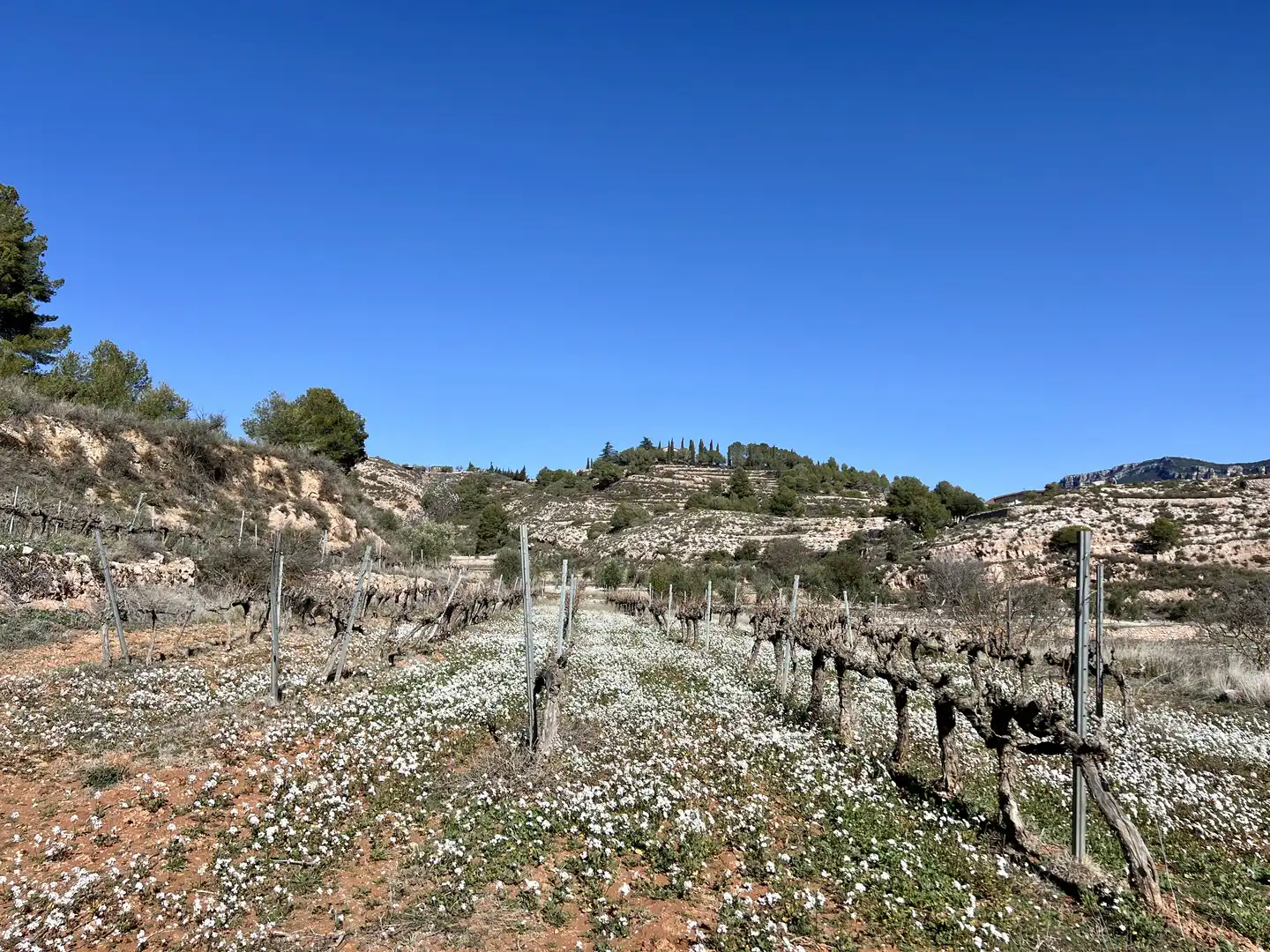 Rural land for sale in Cornudella de Montsant, imagen 3
