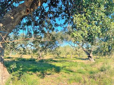 Terreno rustico in vendita a Partidas de interior - Zona Rústica