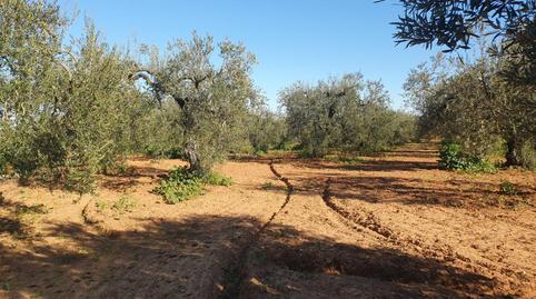Photo 4 of Country house for sale in  Polígono 4 Paraje 190 Marzagalejo, Aznalcázar, Sevilla