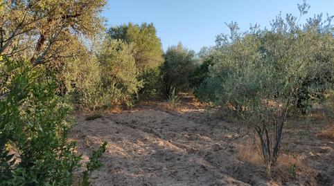 Foto 3 de Casa o xalet en venda a Pedanías Norte, Utrera