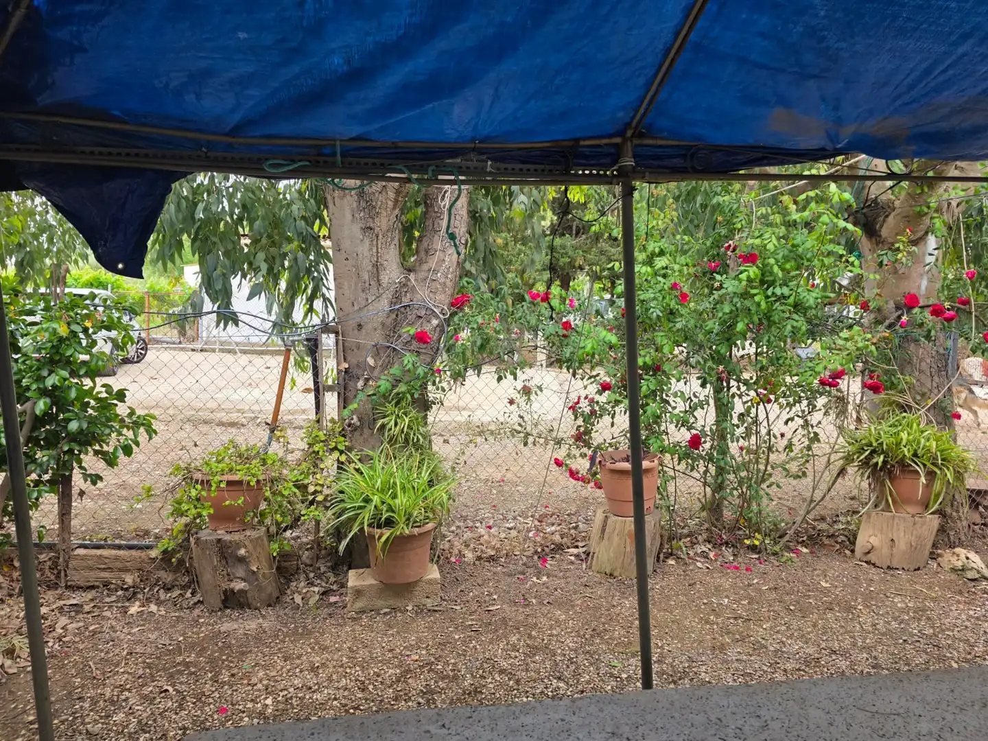 Jardín de Terreno en venta en Amposta