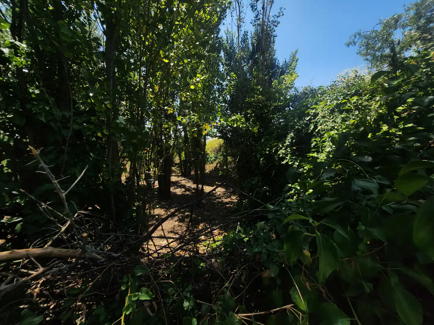 Terreno residenziale in vendita a Marchamalo, imagen 61