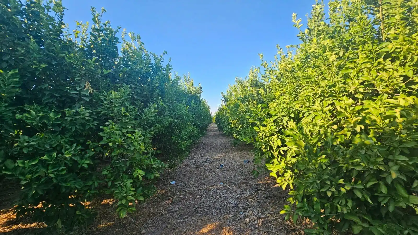 Finca rústica en venta en Librilla