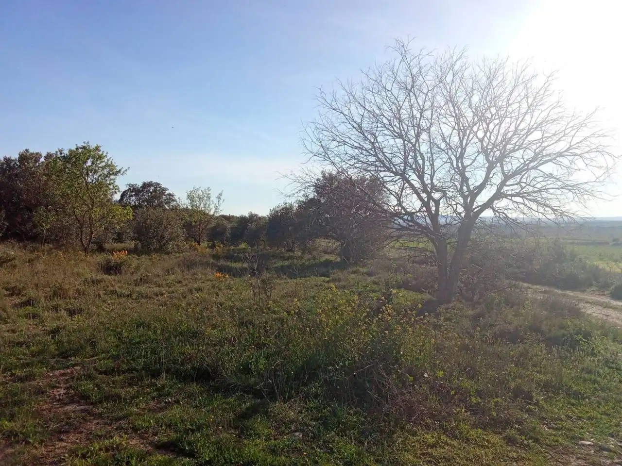 Terreno en venta en Alfántega