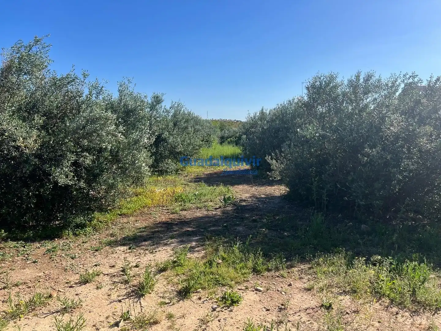 Terrain rustique à vendre à La Hacienda - Nueva Andalucía, imagen 2