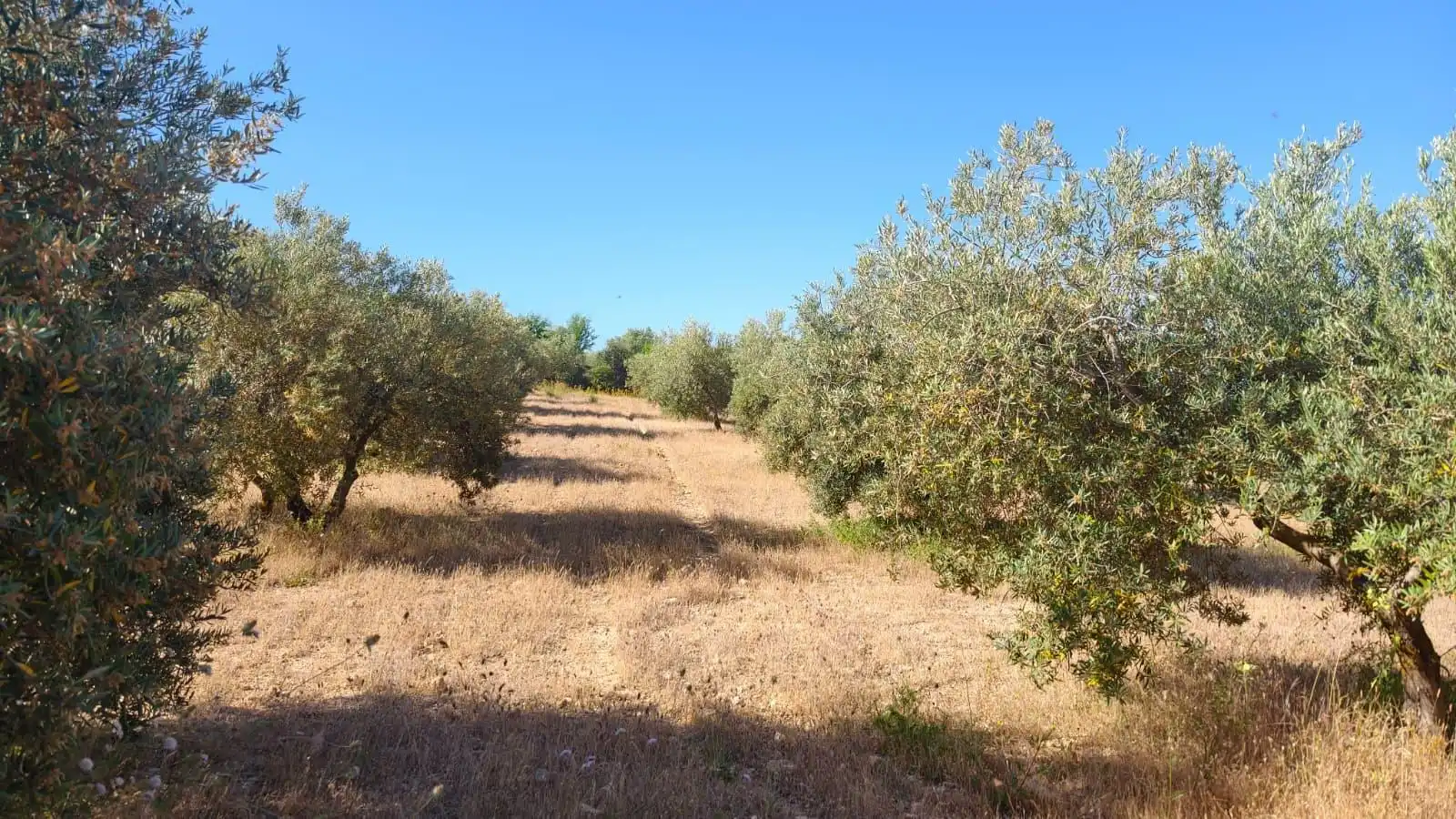 Terreni e lotti in vendita a Camino Cogollos de la Vega 11, imagen 2