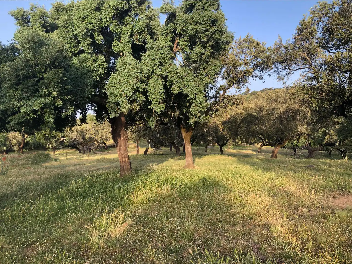 Terreno en venta en Sevilla