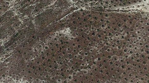 OPORTUNIDAD FINCA OLIVAR JOVEN, imagen 4