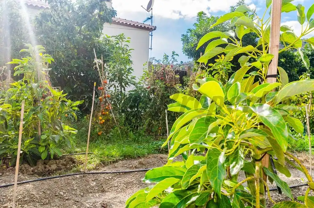 Terreno rústico en venta en Canillas de Aceituno, imagen 4