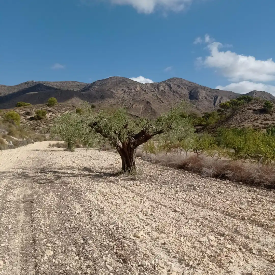 Terrain rustique à vendre à Hondón de las Nieves / El Fondó de les Neus, imagen 18