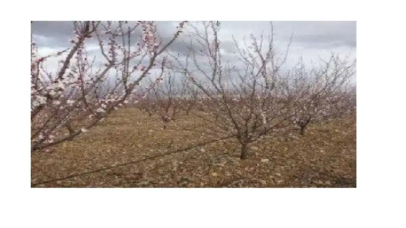 Terreno rustico in vendita a C/ Polígono 16 Parcela 29, imagen 6