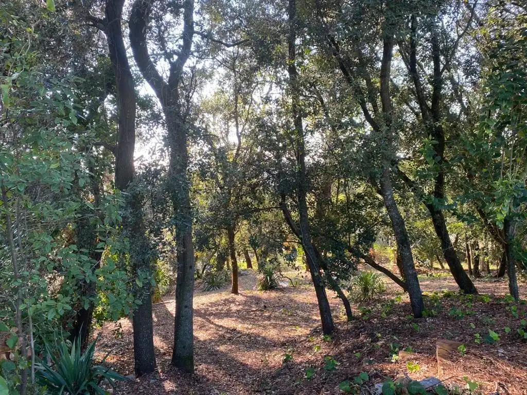 Residencial en venda en Sant Pere de Vilamajor