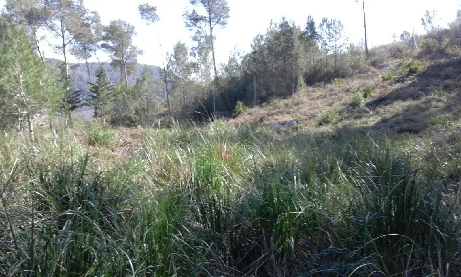 Terreny residencial en venda a Carrer del Senglar, imagen 6